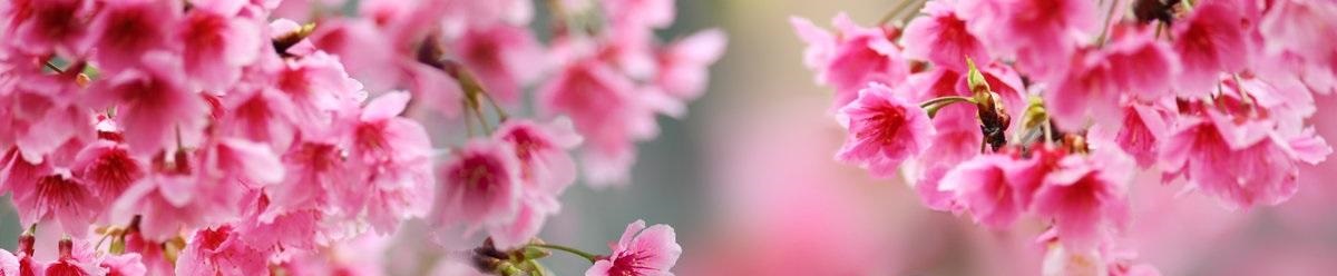 ولادت امام رضا (ع)