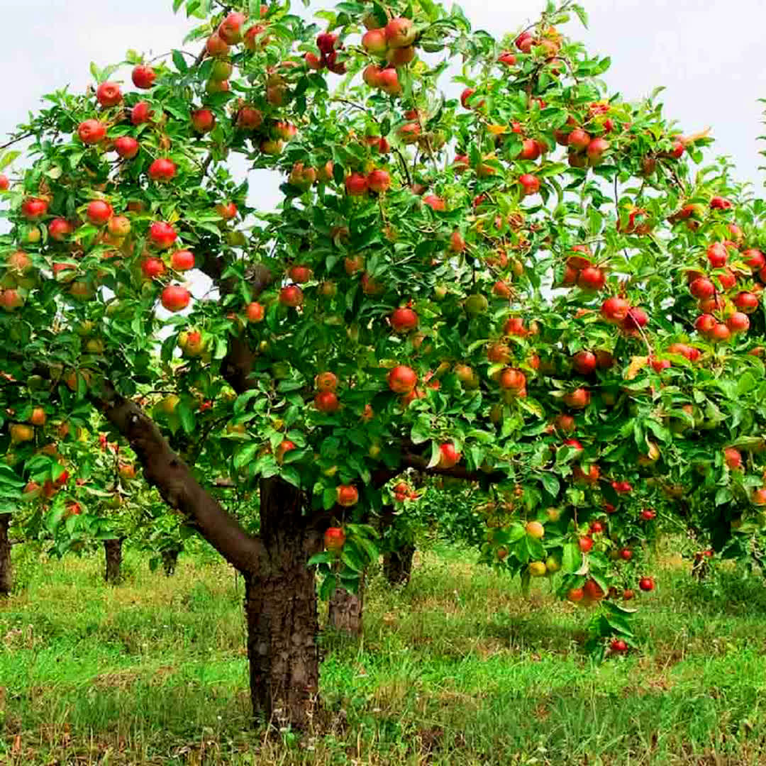 شگفتی های آفرینش-توحید مفضل-گیاه