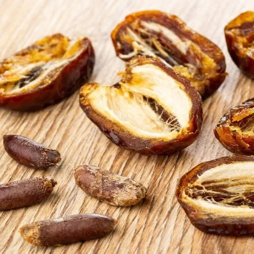 شگفتی های آفرینش-توحید مفضل-هسته-دانه درخت