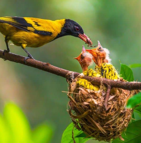 شگفتی های آفرینش-توحید مفضل-حیوانات-پرندگان