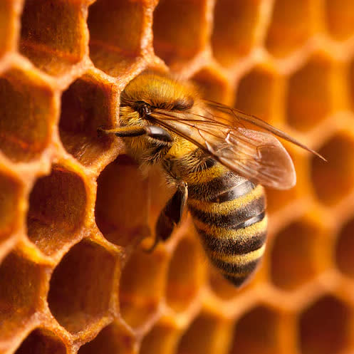 شگفتی های آفرینش-توحید مفضل-زنبور