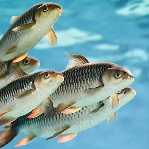 شگفتی های آفرینش-توحید مفضل-ماهی