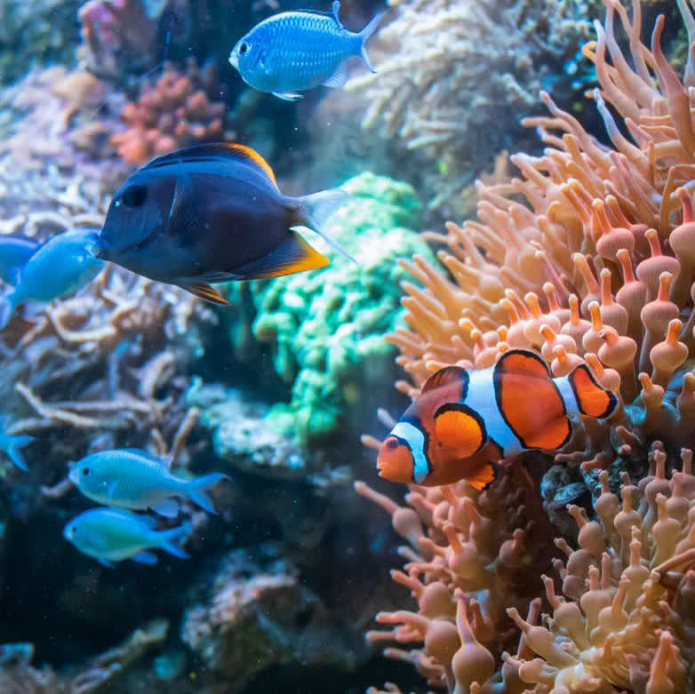 شگفتی های آفرینش-توحید مفضل-ماهی