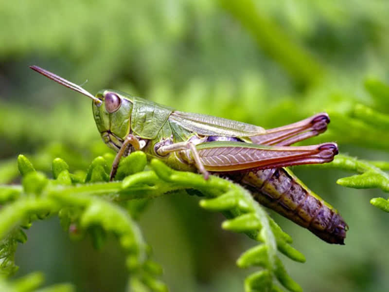 شگفتی های آفرینش-توحید مفضل-حیوانات