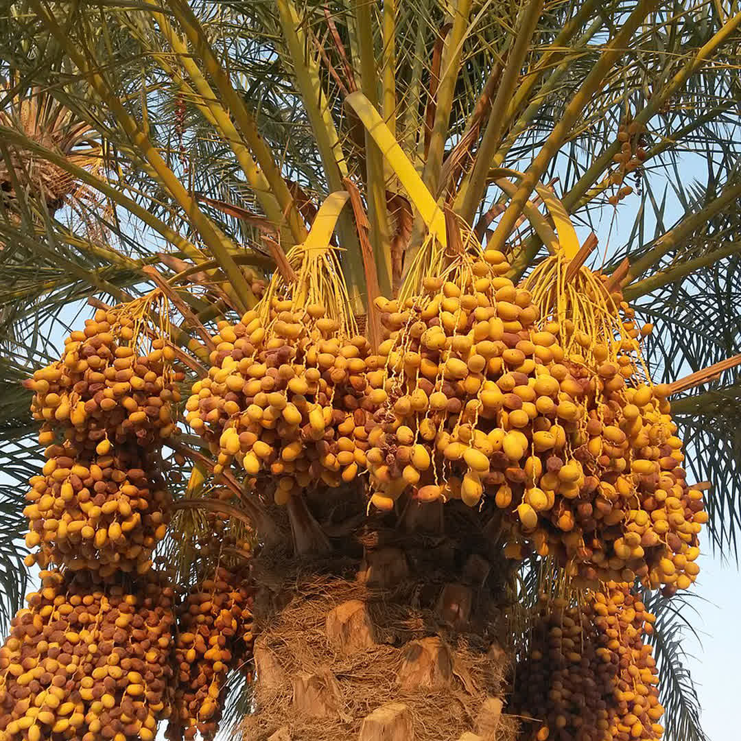شگفتی های آفرینش-توحید مفضل-نخل