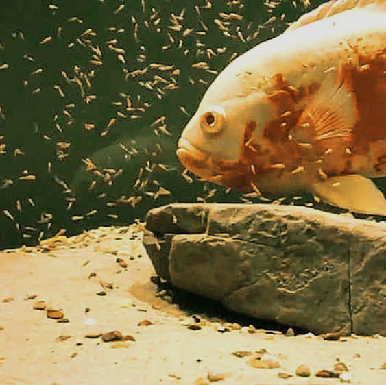 شگفتی های آفرینش-توحید مفضل-ماهی